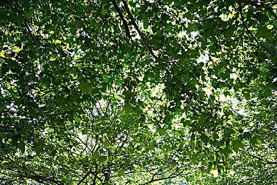 《荣耀战魂》即将推出维京阵营新英雄 瓦兰吉卫队登场