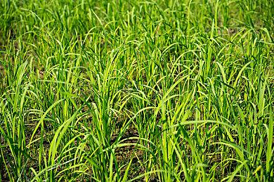 Switch2正式公布在即！总结下7个事实与4个传言